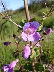 penstemon spectabilis